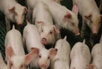 চীনে শূকরে আরেক নতুন ভাইরাসের সন্ধান, ছড়িয়ে পড়তে পারে মহামা'রি আকারে