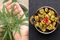 মেথি শাক ভেবে গাঁ'জা রান্না করে খেয়ে অসু'স্থ ৬ জন