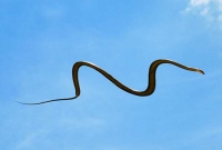 এই উড়ন্ত সাপ নিয়ে‌ বিজ্ঞানীরদের গবেষণায় উঠে এলো ভয়ঙ্কর তথ্য!