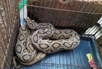 মুন্সীগঞ্জে ধ'রা পড়েছে দু'র্ল'ভ প্রজাতির ভয়ঙ্কর বি'ষধর সাপ 'রাসেল ভাইপার' 