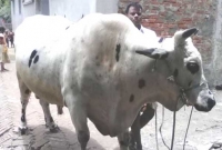 এবারের কোরবানি ঈদেও রাজকুমারকে নিয়ে মাতামাতি, দাম ২০ লাখ এবারের কোরবানি ঈদেও রাজকুমারকে নিয়ে মাতামাতি, দাম ২০ লাখ