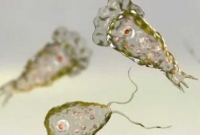 করোনার মধ্যেই ভয়ঙ্কর 'মগজ খেকো' অ্যামিবার সন্ধান, চ'রম আত'ঙ্ক