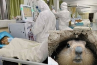 করোনার পর এবার চীনে দেখা দিল প্লেগ, আরেক মহা'মারির আশ'ঙ্কা