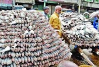 ঝাঁ'কে ঝাঁ'কে ধ'রা পড়ছে রূপালি ইলিশ