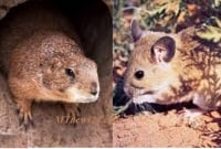 করোনা শেষ হতে না হতেই আরেক বিপ'দে চীন. পর্যটন কেন্দ্র বন্ধ ঘোষণা