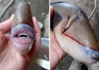 দাঁত-ঠোঁট অবিকল মানুষের মতো দেখতে অদ্ভুত মাছ!