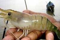 চিংড়িতে ধরা পড়লো করোনাভাইরাস, আমদানি নিষিদ্ধ করলো চীন