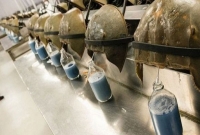 করোনার টিকার জন্য কেন কাঁকড়ার নীল র'ক্ত দরকার?