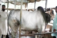কোরবানির মাঠে আসছে ‘মেসি’, দাম  ২৫ লাখ টাকা