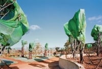 চীনের বেশিরভাগ এলাকার গাছ প্লাস্টিকে মুড়িয়ে রাখার রহস্য