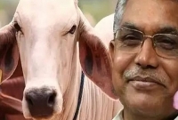 গোমূত্র খাই তাই ভালো থাকি-গাধারা এসব বুঝবে না: দিলীপ ঘোষ