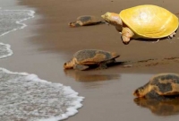 বঙ্গোপসাগরের উপকূলে দেখা মিললো বিরল প্রজাতির হলুদ কচ্ছপ!