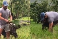 লকডাউনে ক্ষেতে ধানের চারা রোপন করছেন সালমান খান