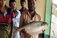 জেলেদের জালে এতো বড় ইলিশ খুব কমই দেখা যায়