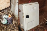  একটি পাখির বাসা বাঁ'চাতেই টানা ৩৫ দিন অন্ধকারে গ্রাম