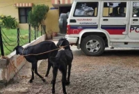 ভারতে মাস্ক না পরার কারণে গ্রেফতার এক ছাগল