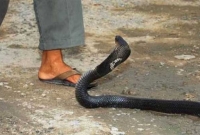 বর্ষা মৌসুমে সাপের উপদ্রব বাড়ে, সাপে কা'টলে যা করবেন ও যা করবেন না