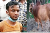 শ্বশুরবাড়ি থেকে গরু চুরি করে হা'তেনাতে ধ'রা খেলেন জামাই