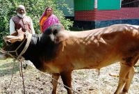 প্রধানমন্ত্রীর নামে ১১ বছর ধ'রে কোরবানি দিচ্ছেন টাঙ্গাইলের জাবেদ