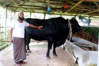 আলোচিত ৩০ মণ ওজনের প্রিয় পালোয়ান গরুটি প্রধানমন্ত্রীকে উপহার দিতে চান মাসুদ