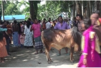 একসঙ্গে কোরবানি দেন তিন গ্রামের পাঁচ হাজার মানুষ