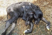 জামালপুরে দুই মাথাওয়ালা মহিষশাবকের জন্ম