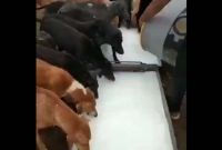 অভুক্ত পথ কুকুরদের পেট ভরছে মন্দিরের দুধে