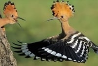 কোরআনে বর্ণিত সেই হুদহুদ পাখি হজরত সুলাইমান (আ.) ব্যবহার করতেন রাষ্ট্রীয় কাজে