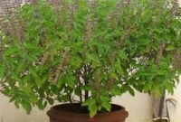 তুলসি পাতা খেলে র'ক্ত পরিশুদ্ধ হয়, ডায়াবেটিস দূরে থাকে, দৃষ্টিশক্তির উন্নতি ঘটে