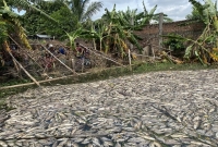 আশুলিয়ায় পুকুরে বিষ দিয়ে ৫ কোটি টাকার মাছ নিধন!