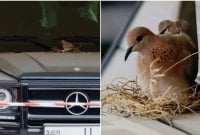 মার্সিডিজ গাড়ির বনেটের উপর পাখি বাসা, যা করলেন দুবাইয়ের যুবরাজ