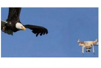   ঈগলপাখির হা'মলায় মার্কিন ড্রো'ন বিধ্ব'স্ত