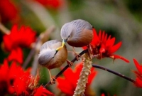 আন্তর্জাতিক আলোকচিত্র প্রতিযোগিতায় বাংলাদেশের শাহেদের ছবি সেরা নির্বাচিত