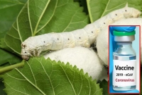 রেশমি পোকা থেকে করোনা ভ্যাকসিন তৈরি করছে জাপান