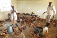 করোনাকালে টিকে থাকার জন্য স্কুল যখন মুরগির খামার