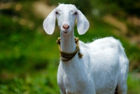 একই ছাগলের মালিকানা দাবি দু’ব্যক্তির, অতঃপর ছাগলের ন্যায়বিচারে অবাক করে দিয়েছে সবাইকে!