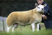 এটিই বিশ্বের সবচেয়ে দামি ভেড়া, দাম ৪ কোটি ১৬ লাখ টাকা!