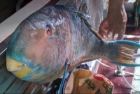 গভীর বঙ্গোপসাগরে ধরা পড়ল বিরল প্রজাতির ‘টিয়া মাছ’