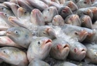 মাইকিং করে ২০০ টাকা কেজি দরে ইলিশ বিক্রি!