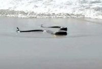 পৃথিবীর সবচেয়ে বিষা'ক্ত কালো মাম্বা সাপের দেখা মিলল সমুদ্র সৈকতে