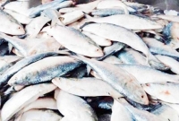 ধ'রা পড়ছে ঝাঁ'কে ঝাঁ'কে ইলিশ, বিক্রি হচ্ছে একেবারে পানির দরে