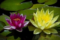 ‘হলুদ পদ্ম’ যা বিশ্বে প্রথমবারের মতো ফুটেছে বাংলাদশে