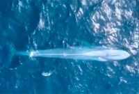 ওজন লক্ষ কেজি, অস্ট্রেলিয়ায় দেখা মিললো বিশ্বের বৃহত্তম প্রাণী