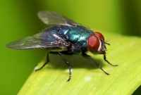 মাছি তাড়াতে গিয়ে যেভাবে বাড়ির একাংশ উড়িয়ে দিলেন ফ্রান্সের এই ব্যক্তি