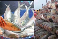 রেক'র্ড কম দামে বিক্রি হচ্ছে ইলিশ!