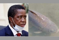 সৌভাগ্যের প্রতীক মাফিশি নামের মাছের মৃত্যুতে শো'কবার্তা দিলেন জাম্বিয়ার প্রেসিডেন্ট!