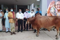 প্রধানমন্ত্রী  সেই ঘানিটানা ছয়ফুলকে গরু কিনে দিলেন 
