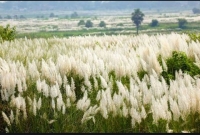 নির্মল হাওয়ায় শরতের কাশফুল