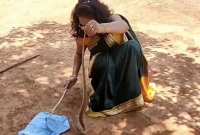 ফিল্মি কায়দায় বিয়ে বাড়িতে পরিপাটি সাজে অনায়াসে বিষধর কোবরা সাপ ধরলেন তরুণী