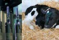 করোনা ভ্যাকসিন তৈরিতে লাগছে সদ্যোজাত বাছুরের র'ক্ত আর বাঁদরের কোষ